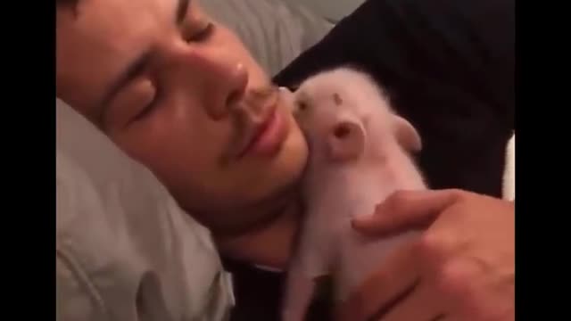 Cute moment of the Animals