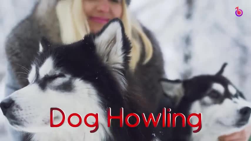 10 different sounds dogs love to hear