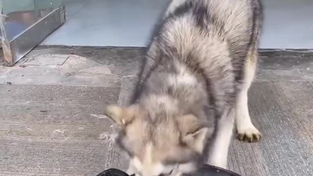 Funny dog eating dog food very messy like a child