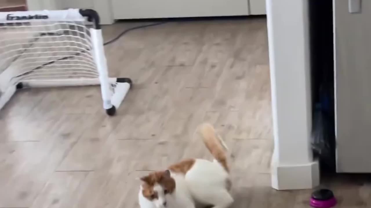 Funny Cat Video😂😲😂😂