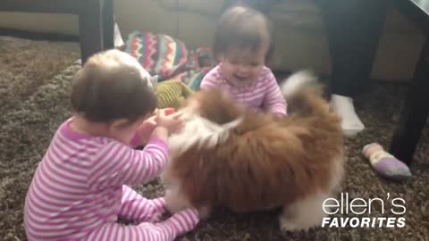 Ellen's Favorite Puppy Love Videos