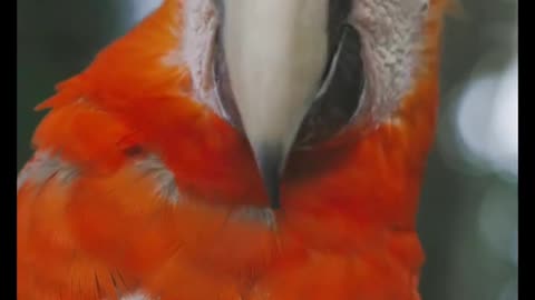 Macaw