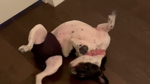 French Bulldog Someone isn’t a fan of her diaper Baby Nova is in heat.