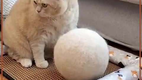 This is my ball, it was made for meow.