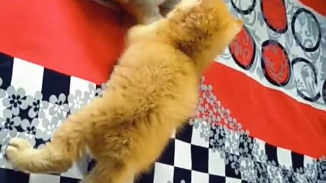 Funny cats video cats fighting scene