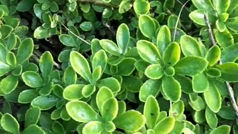 The color of this plant is very green