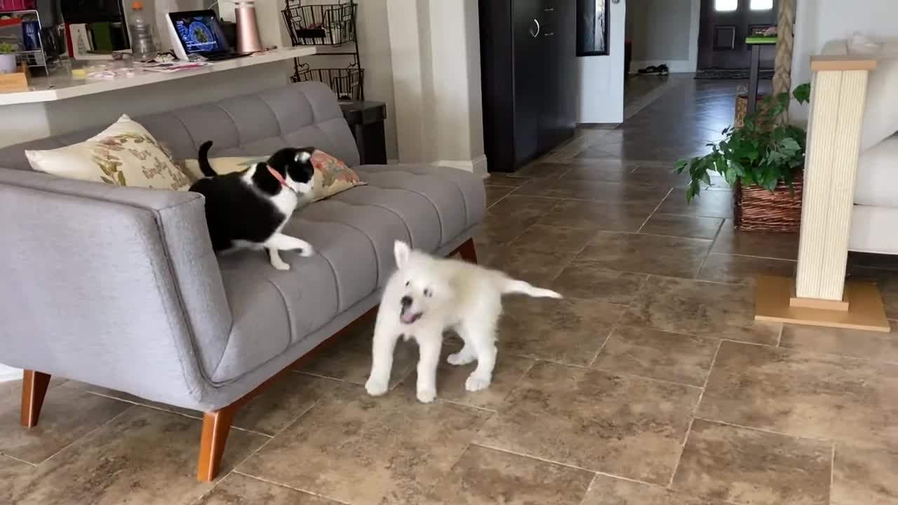 Cat boxing puppy