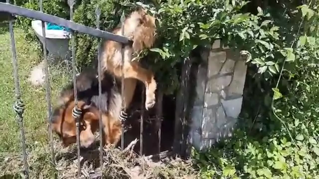 He stuck in the fence for days because so thirsty