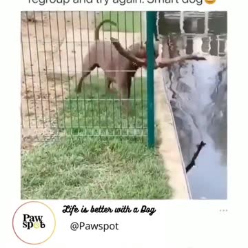The dog tries to pass a stick through a fence