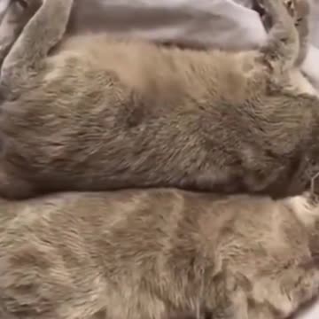 Funny Animals - CATS