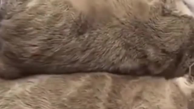 Funny Animals - CATS