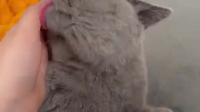 Cat Funny Videos, Funny Cat Videos , Cute Cat