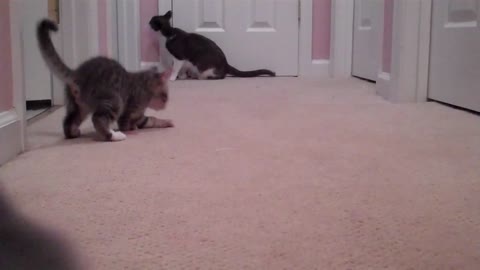 Kittens Attack Camera