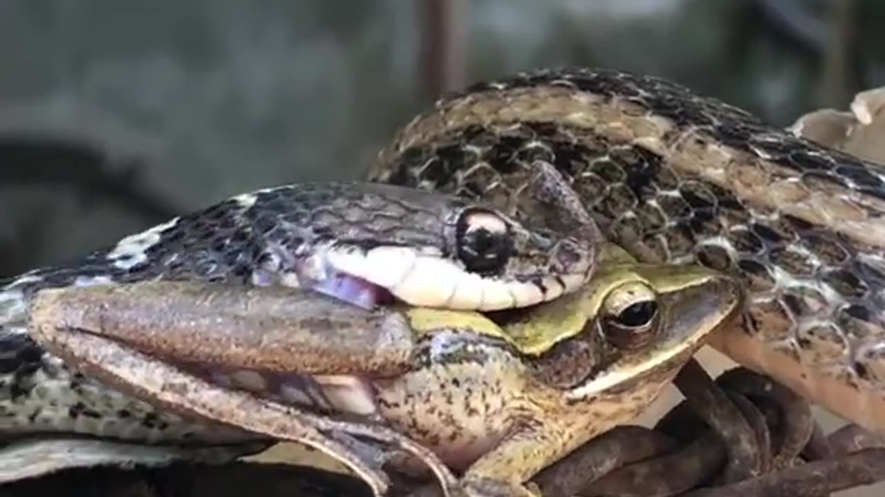 Snake 🐍 Eating a Frog 🐸