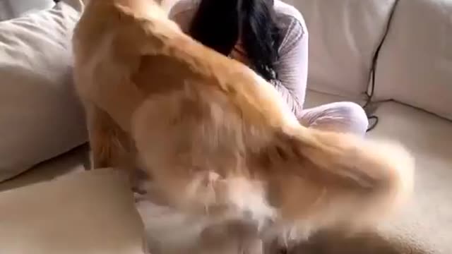 We don't deserve dogs ❤️