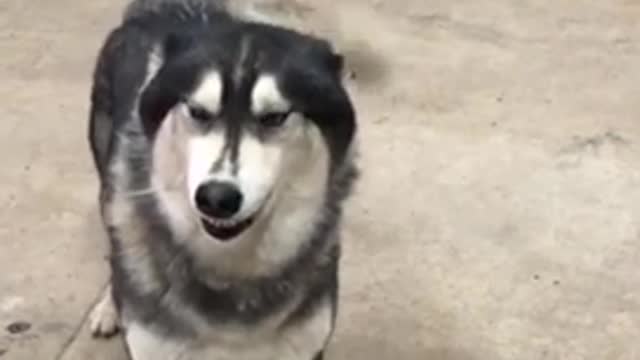 Husky Siberiano smiling