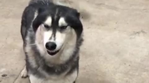 Husky Siberiano smiling