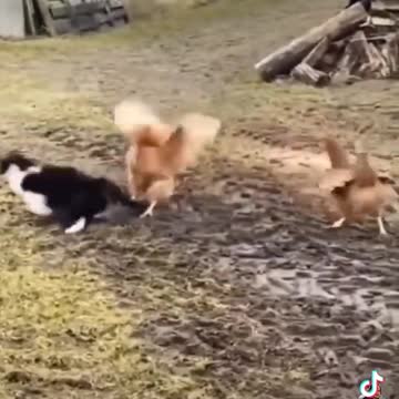 The cat attacks a hen, and another hen helps her
