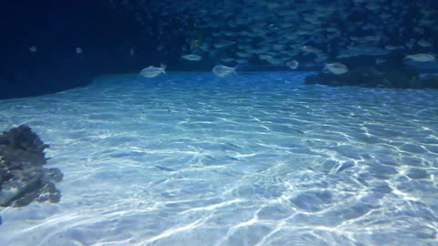 Oceanografic Spain (Valencia)