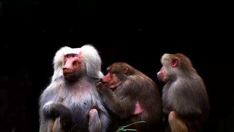 Baboon Eating Lice From Baboon Body Must Watch (Monkey) Funny Baboon