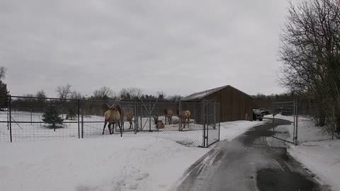 Watertown, NY Zoo travel Vlog walkthrough