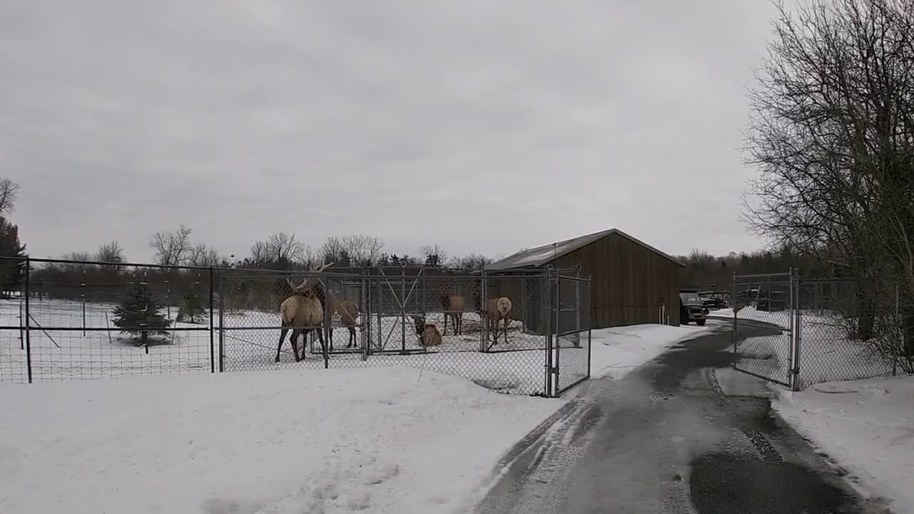 Watertown, NY Zoo travel Vlog walkthrough