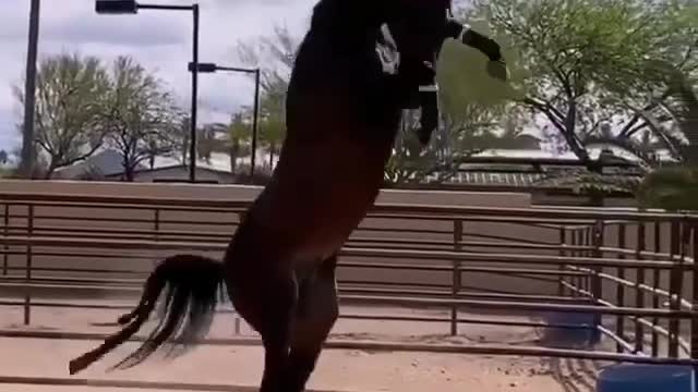 Horse - Rocky Balboa