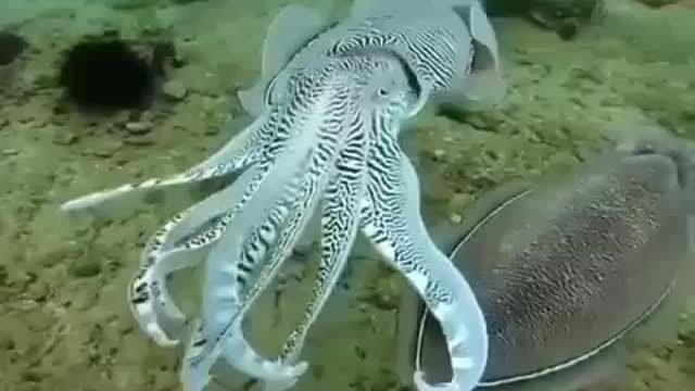 Amazing Star Fish #Wonderful