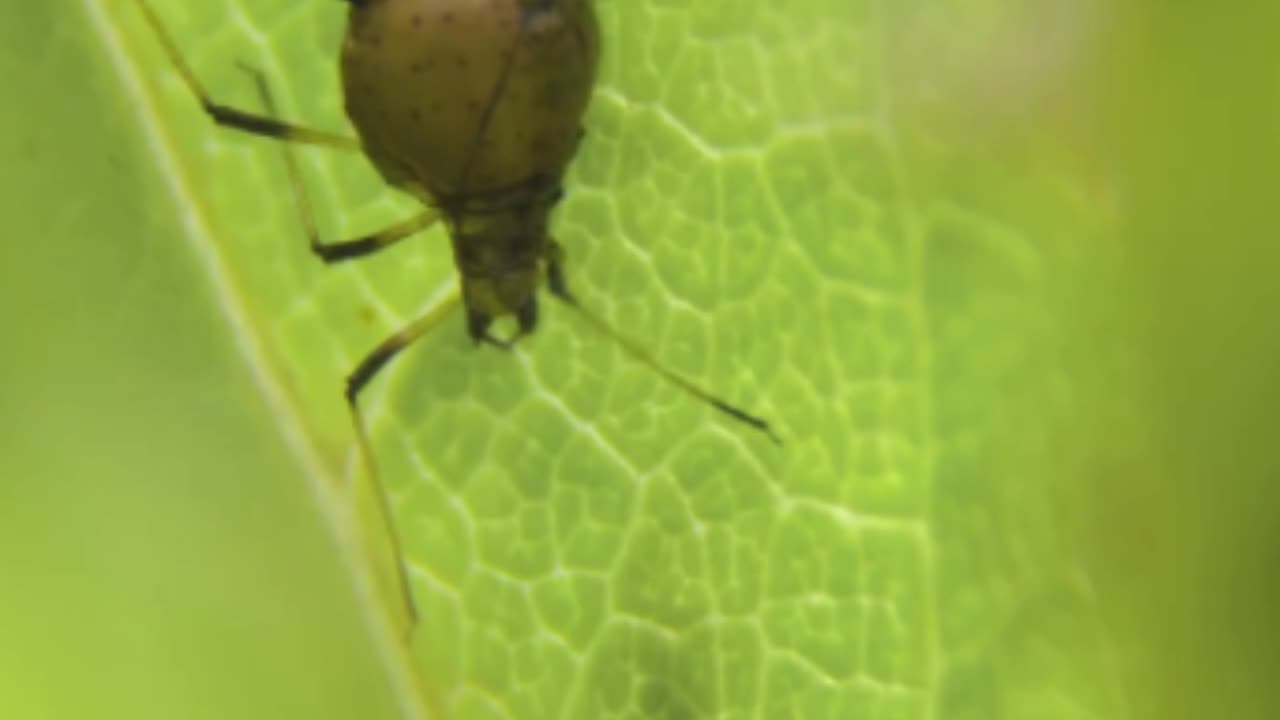 Kissing Bugs: A Fascinating Fact