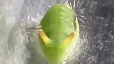 A caterpillar makes a strange reaction to defend itself.