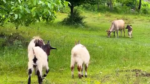 Fresh Milk And Traditional Cheese! A Delicious Story