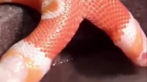 The Legendary Two Headed Cobra
