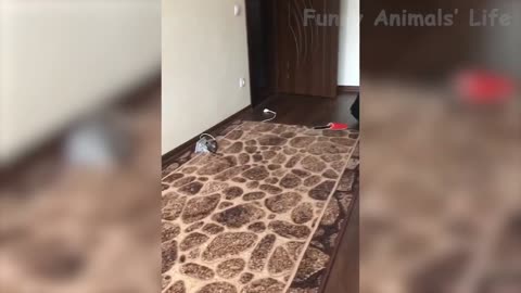 Best Funny Animal Videos Of The 2021 🤣