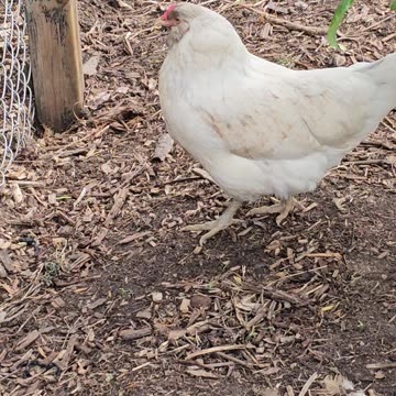 OMC! A moment with the adorable whitey! 😄 🐔💖 #chickens #whitey #hen #americauna #white #shorts