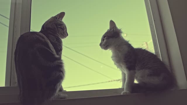 How beautiful are these two cats on the window