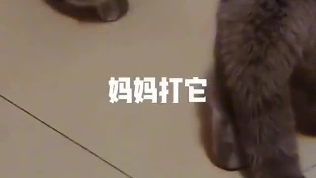 Best funny cat short video😅😅