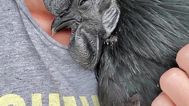 Snuggling a rare all black chicken