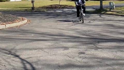 Sheepadoodle puppy riding a bike