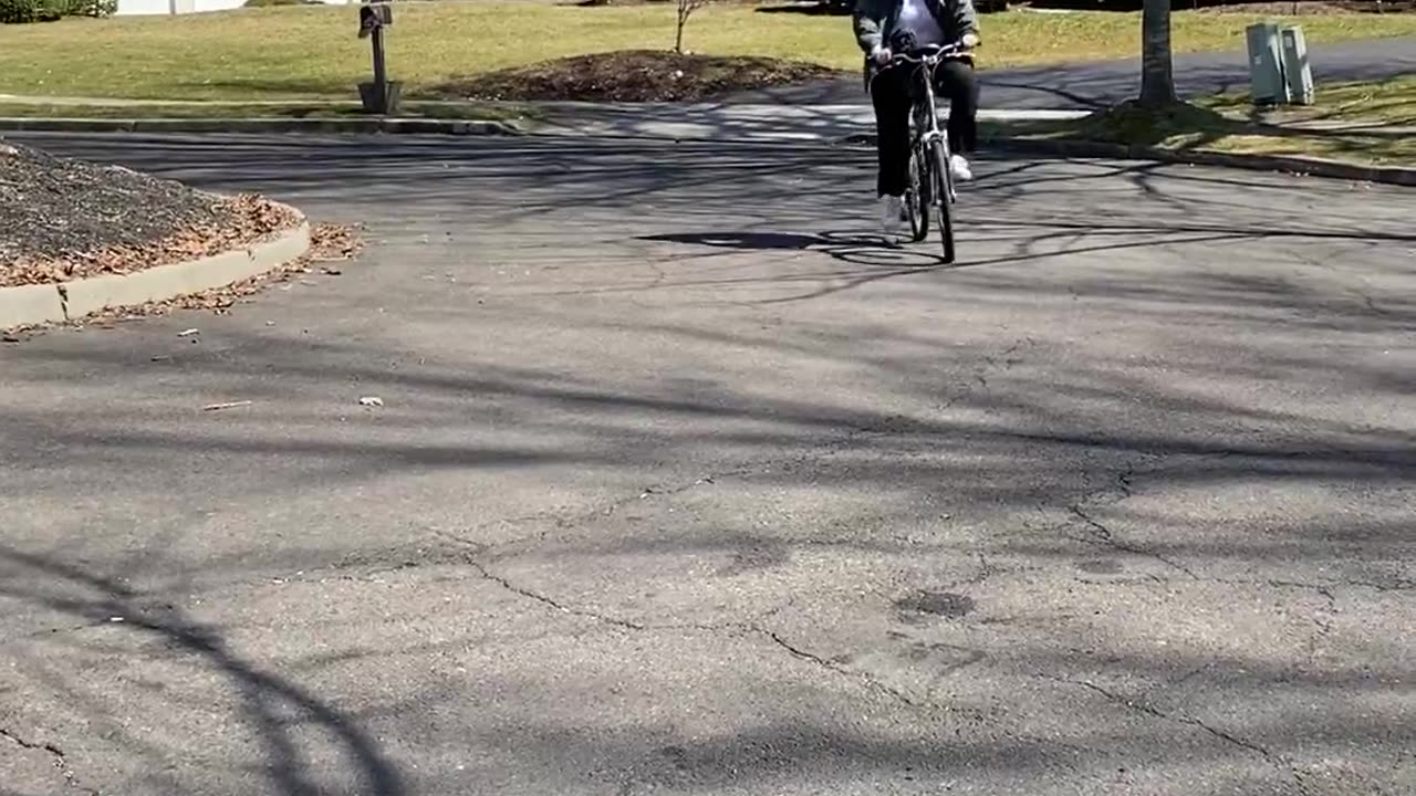 Sheepadoodle puppy riding a bike