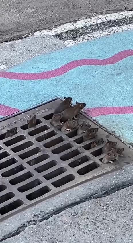 Looks like ratatouille and friends didn’t pay for the Olympic tickets