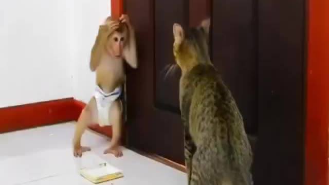 Cate monkey fight