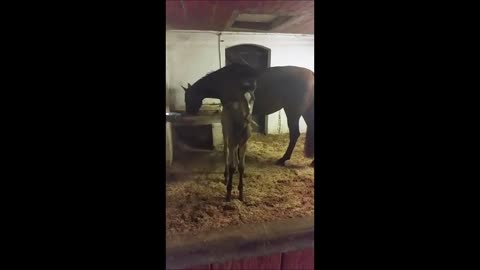 Our Foal is dancing the rain dance in his stable