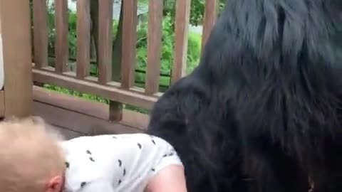 Giant dog happily babysits his favorite human