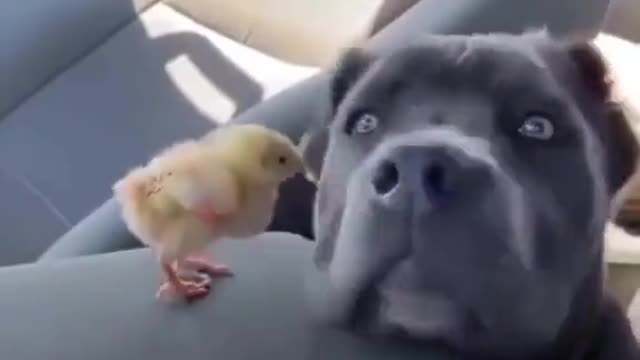 Funny & Cute Animals