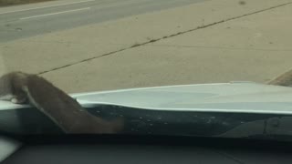 Weasel Stows Away in Car Engine Bay