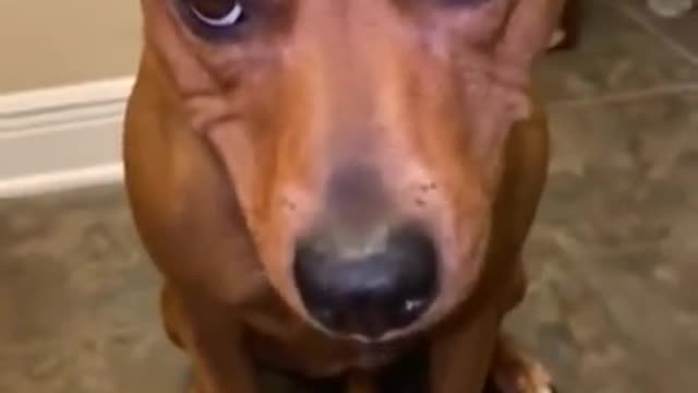 Dog Hides Blueberries in Her Mouth And Spits Them Out When Owner Asks