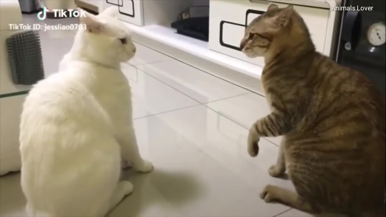 Talking Cats !! These cats can speak english better than a hooman Part 2