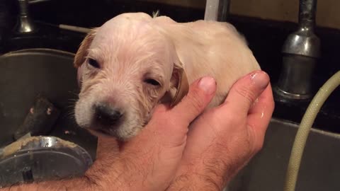 Cachorro huérfano adora bañarse