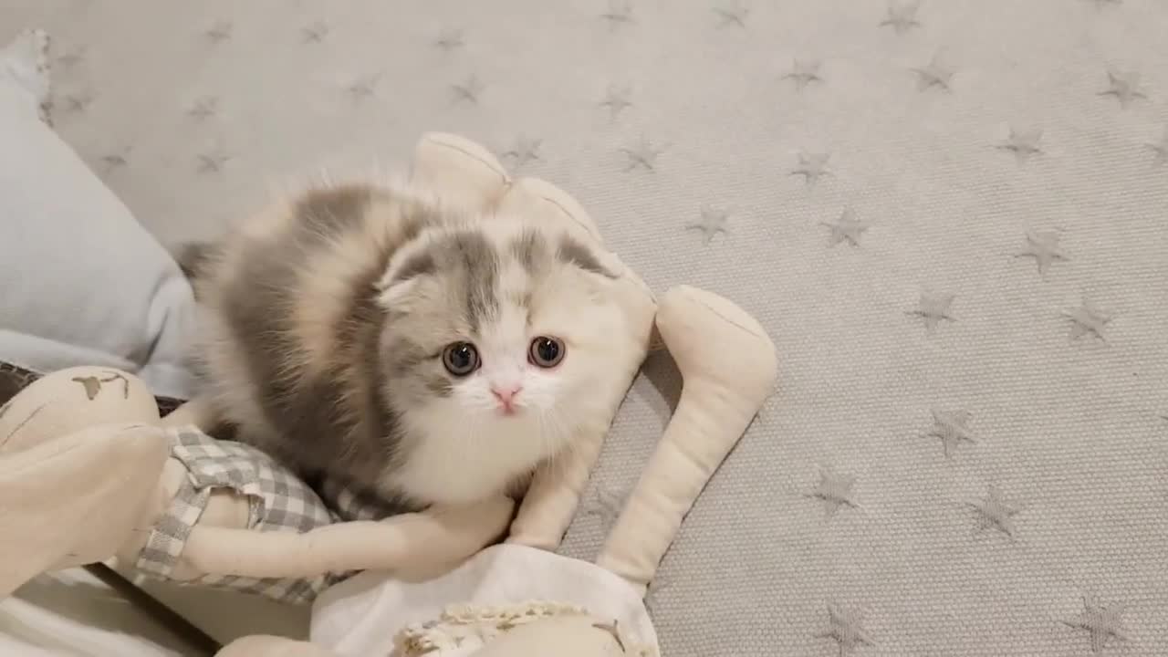 cute kitten videos short leg cat 😸😸😸