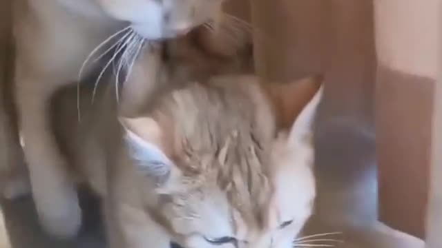 Video of funny kittens having fun at home